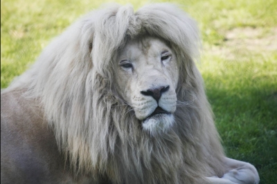 Zoo Safari Borysew na weekend